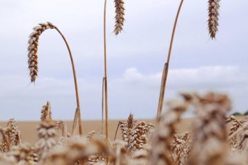 Araştırma şirketi